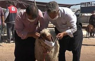 Aldığı kurbanlığa virüs bulaşmasın diye maske...
