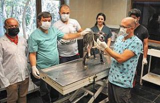 Alevler içinden çıkartılan köpek iyileşiyor