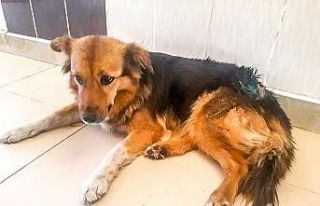 Alex sağlığına kavuştu yaşam alanına bırakıldı