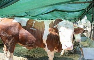 Aliağa’da kurban kesim yerleri belirlendi