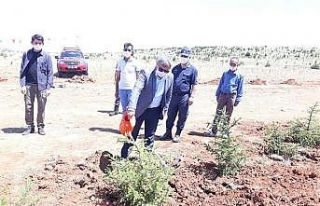 Altıntaş’ta 251 şehit için 251 fidan dikildi