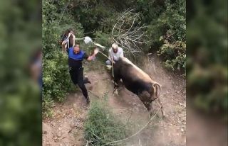 Amasya’da kaçan kurbanlıklar vatandaşa alanı...