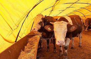 Ankara İl Tarım ve Orman Müdürlüğünden Kurban...