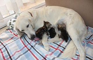 Annesiz kedi yavrularına evin köpeği sahip çıktı