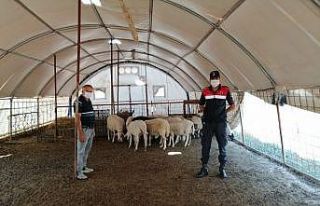 Antalya’dan çaldıkları hayvanları, Afyonkarahisar’da...