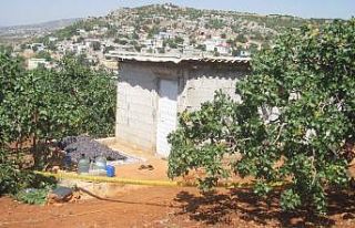 Antep fıstığı üreticisi bağ evinde ölü bulundu