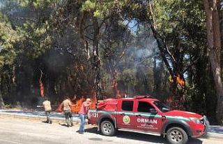 Araçtan atılan izmarit orman yangınına sebep oldu