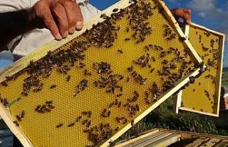 Ardahan’da arılar kayıp; arıcılar endişeli