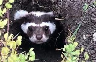 Ardahan’da nesli tükenmekte olan alaca sansar görüldü