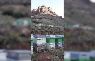 Arı kovanlarına ayı saldırısı