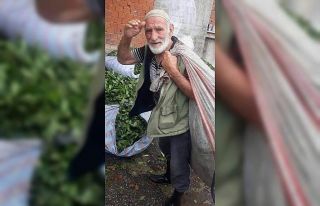 Arı sokması sonucu hayatını kaybetti