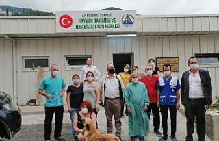 Artvin’de sokak hayvanlarını kısırlaştırılıyor