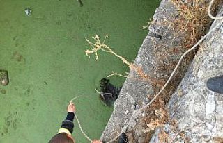 Atık su kuyusuna düşen yavru köpek için seferber...