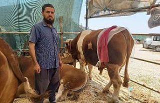 Ay-yıldızlı ’Zorbey’ adlı boğa pazarın gözdesi...