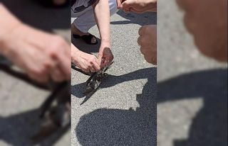 Ayaklarına ip dolanan ebabil kuş yavrularını vatandaşlar...