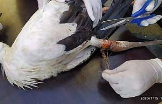 Ayaklarına ip dolanan leylekler kurtarıldı