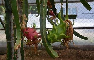 Aydın’da üretti, tanesini 15 liraya satıyor