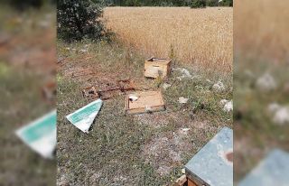 Ayılar kovanları parçaladı, arılar telef oldu