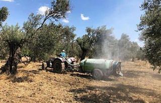 BAÇEM zeytin sineğine karşı kaolin kili kullanıyor
