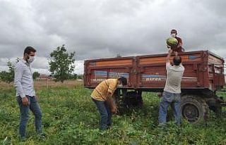 Bafra Ovası’nda erkan karpuz kesimine geçit yok