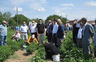 Bafra Ovası’ndan 32 il ve 3 ülkeye turşu