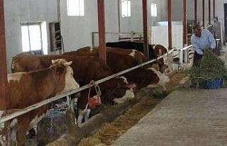 Bahçesaray’da simental ırkı hayvan yetiştiriciliği...