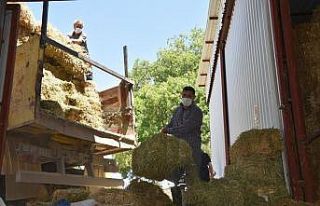 Balıkesir Büyükşehir’den üreticilere yem desteği