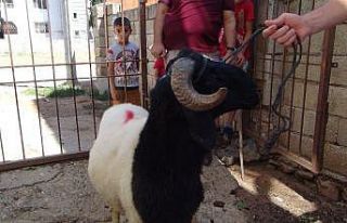 Başı boş gezen kurbanlık koça mahalle muhtarı...