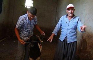 Başı boş gezen kurbanlık koçu sahibine teslim...