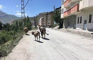 Başıboş bırakılan hayvanların sahiplerine idari...