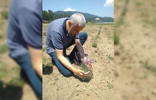 Başkan Biçer’den lavanta bahçesine özel bakım
