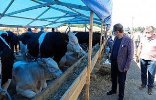 Başkan Deniz Köken, kurban satış alanında incelemelerde...