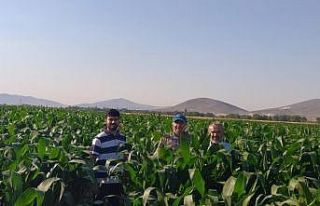 Başkan Hikmet Koyak: "Dondan zarar gören mısırlarımızı...