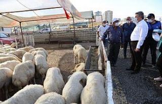 Başkan Palancıoğlu, Serkent kurban pazarı denetiminde