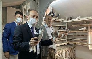 Bayburt güvercininin tanıtım çalışmaları başlıyor