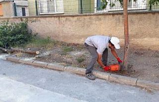 Belediye ağaçları kesti vatandaş isyan etti