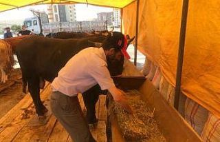 Besiciler nasıl pazarlık yapacakları konusunda...