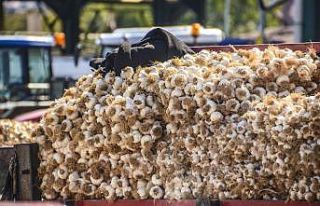 Beyaz Altın Sarımsak, 13 ile 20 TL aralığında...