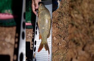 Beyşehir Gölünde boy limiti altında balık avlanmasına...