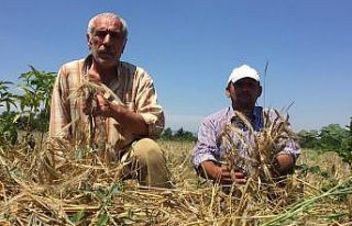 Biçerdöver gelmeyince buğdayları tarlada kaldı