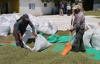 Bilinçli üreticilerin kekikleri dünyaya ihraç...