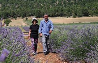 Bin 420 rakıma lavanta tarlası kurdular