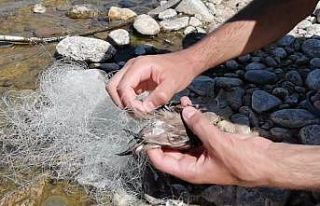 Bingöl’de ağa takılan kuşları vatandaş kurtardı