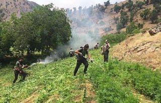 Bingöl’de narko terör operasyonu: 7 milyon kenevir...