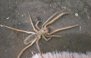 Bingöl’de "Sarıkız" örümceği görüldü