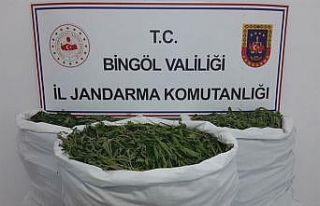 Bingöl’de tarlaya operasyon: 860 bin kök kenevir...