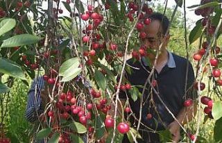 Bir bardak çay fiyatına 1 kilo vişne