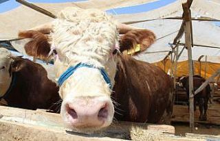 Bir buçuk tonluk ’Polat Alemdar’ kurban pazarında...