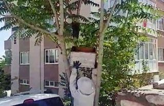 Bir site içine ağaca yuva yapan arılar toplandı