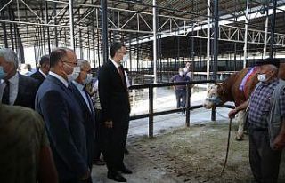 Bir ton 500 kilogram ağırlığındaki kurbanlık...